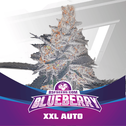Auto blueberry x12 BSF