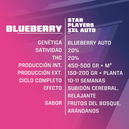 Auto blueberry x12 BSF