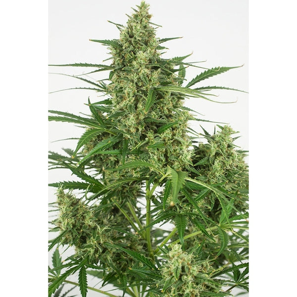 Dinafem Auto Critical + 2.0 x3