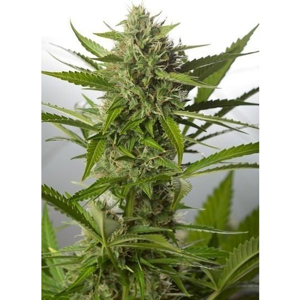 Dinafem Auto White Widow XXL x3