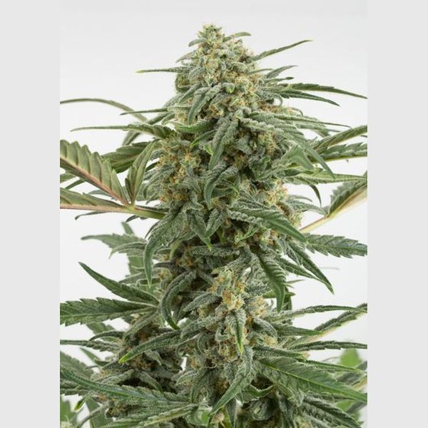 Dinafem Fem Critical+ 2.0 X3