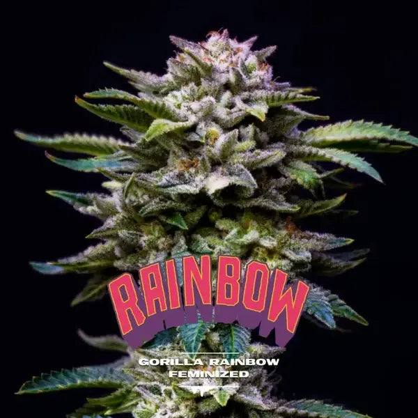 Gorilla Rainbow Feminized