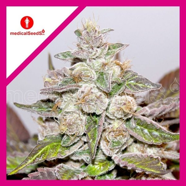 Medical Seeds Mendocino purple kush Fem x3