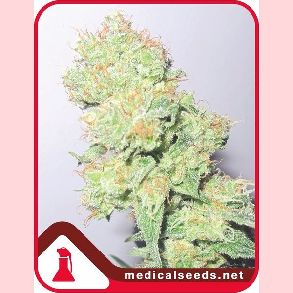 Medical Y Griega CBD FEM x3