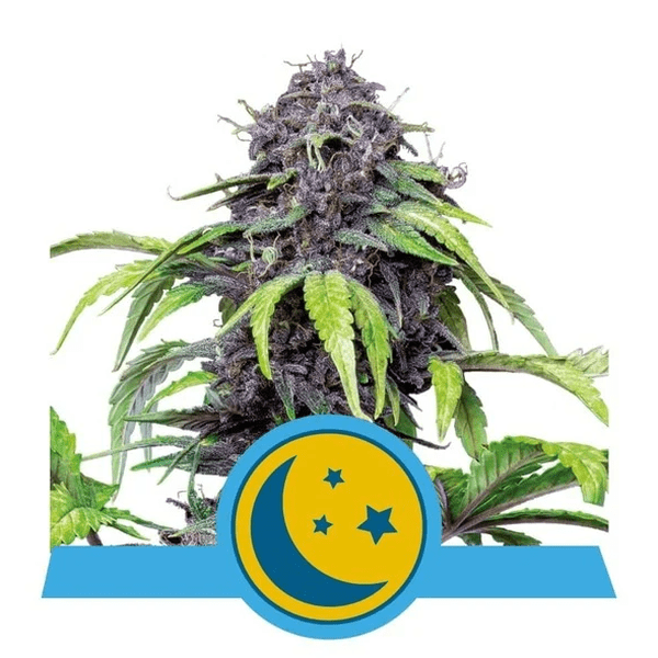 Royal Queen Seeds Auto Purplematic CBD x3