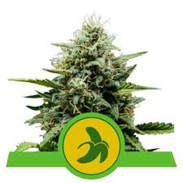 Royal Queen Seeds Auto Fat Banana x3