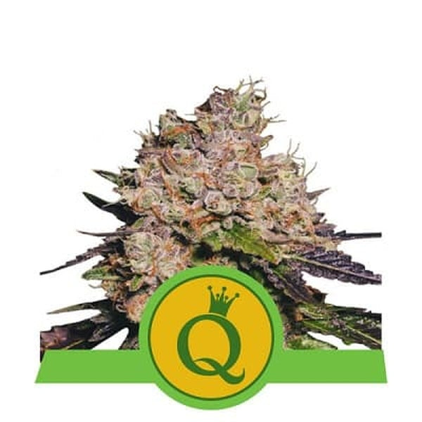 Royal Queen Seeds Auto Purple Queen x3