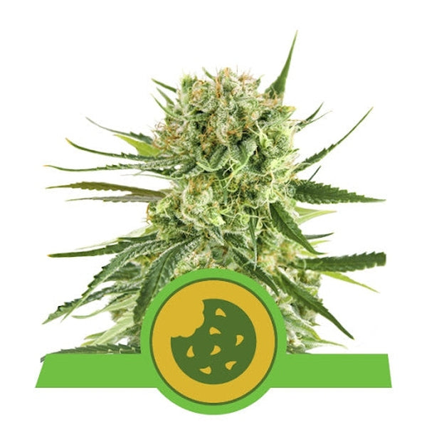 Royal Queen Seeds Auto Royal Coockies x3