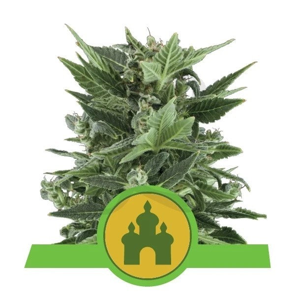 Royal Queen Seeds Auto Royal Kush x3