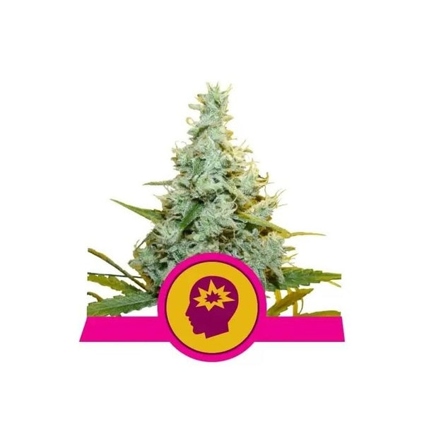 Royal Queen Seeds Fem Amg x3