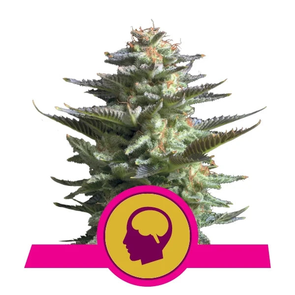 Royal Queen Seeds Fem Amnesia Haze x3