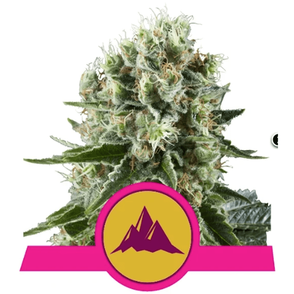 Royal Queen Seeds Fem Critical Kush x3