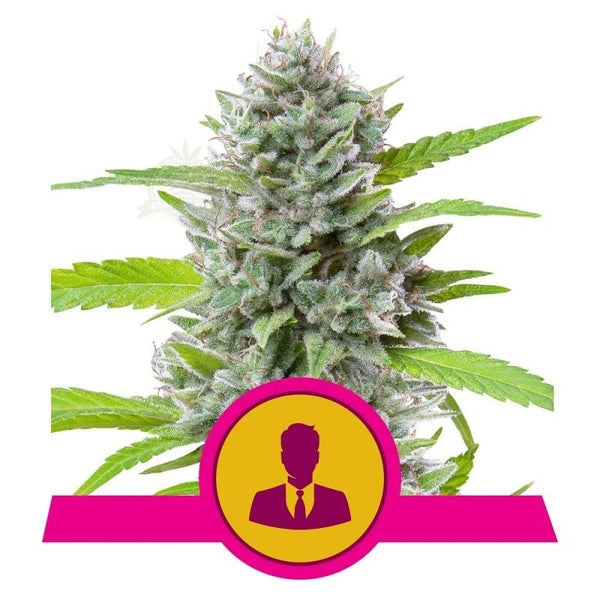 Royal Queen Seeds Fem El Patron x3