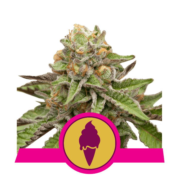 Royal Queen Seeds Fem Green Gelatto x3