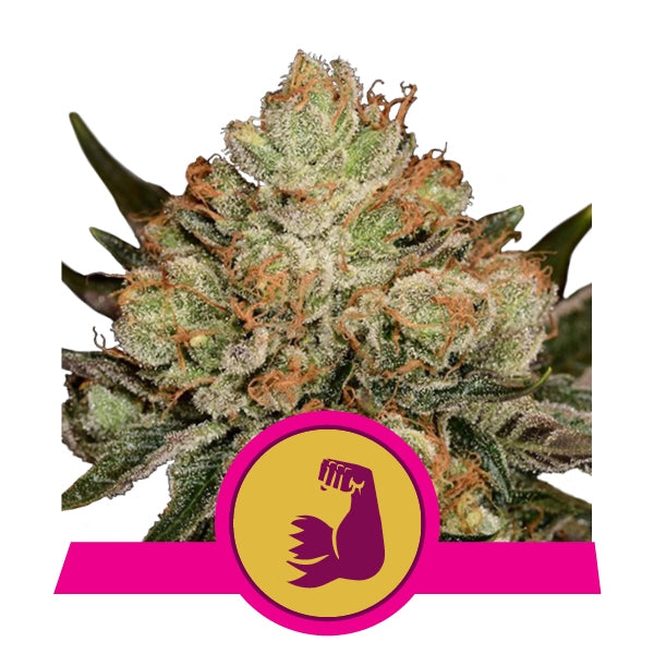 Royal Queen Seeds Fem Hulkberry x3