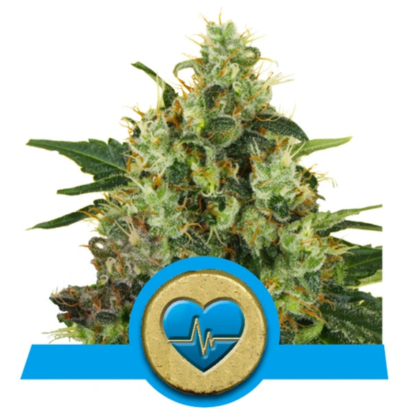 Royal Queen Seeds Fem Medical Mass x3