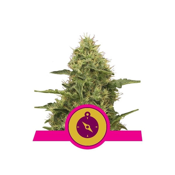 Royal Queen Seeds Fem Northern x3