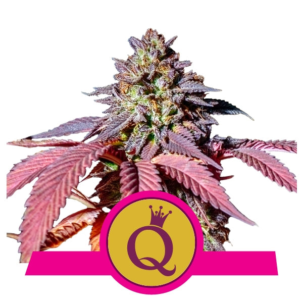 Royal Queen Seeds Fem Purple Queen x3