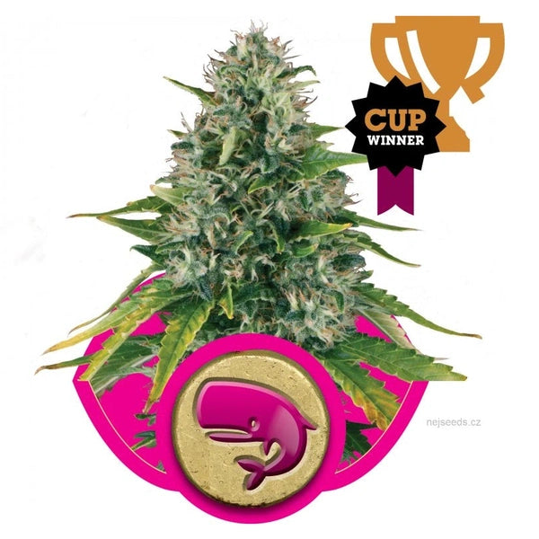 Royal Queen Seeds Fem Royal Moby x3