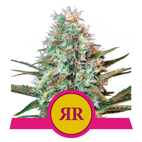 Royal Queen Seeds Fem Royal Runtz x3