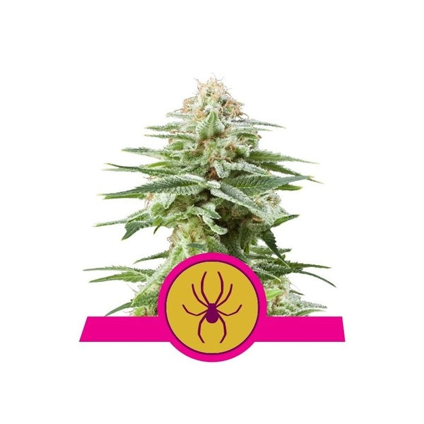 Royal Queen Seeds Fem White widow x3