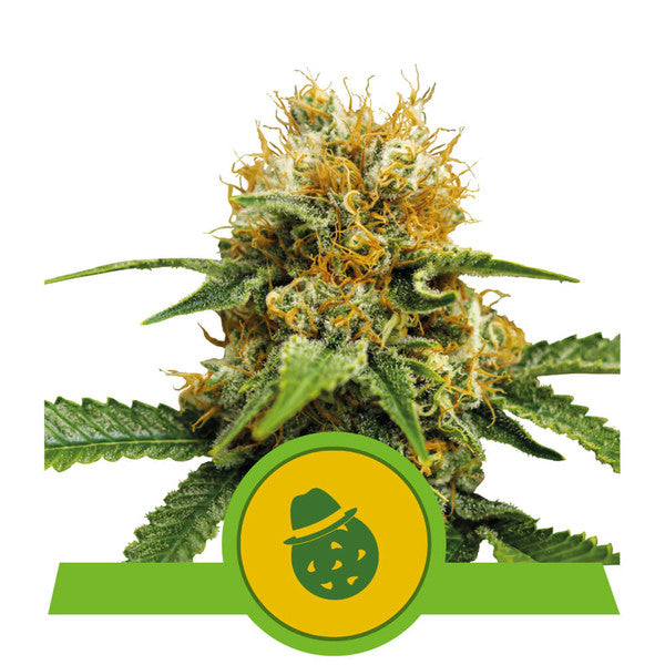 Royal Queen Seeds Royal Domina x3