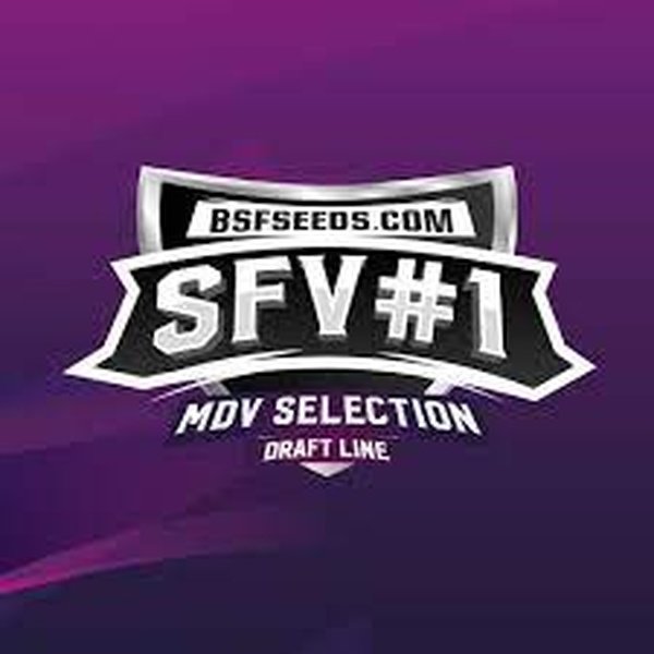 Svf Feminized X7 BSF