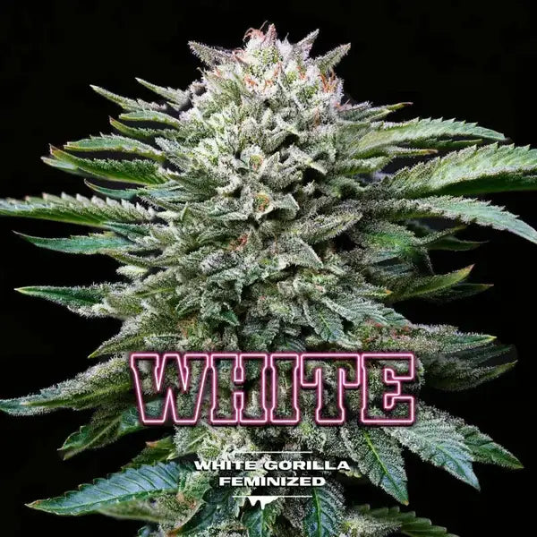 White Gorilla Feminized