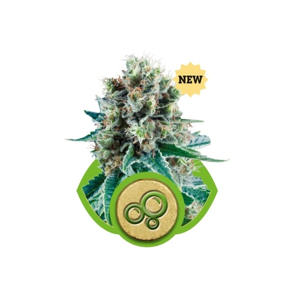 Royal Queen Seeds Auto bubble kusk  x3