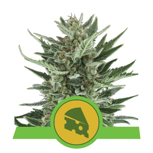 Royal Queen Seeds Auto Cheese x3