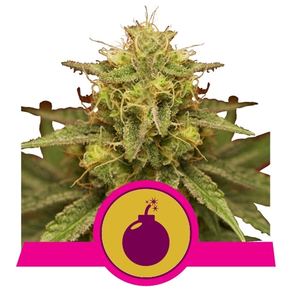 Royal Queen Seeds Fem Domina x3