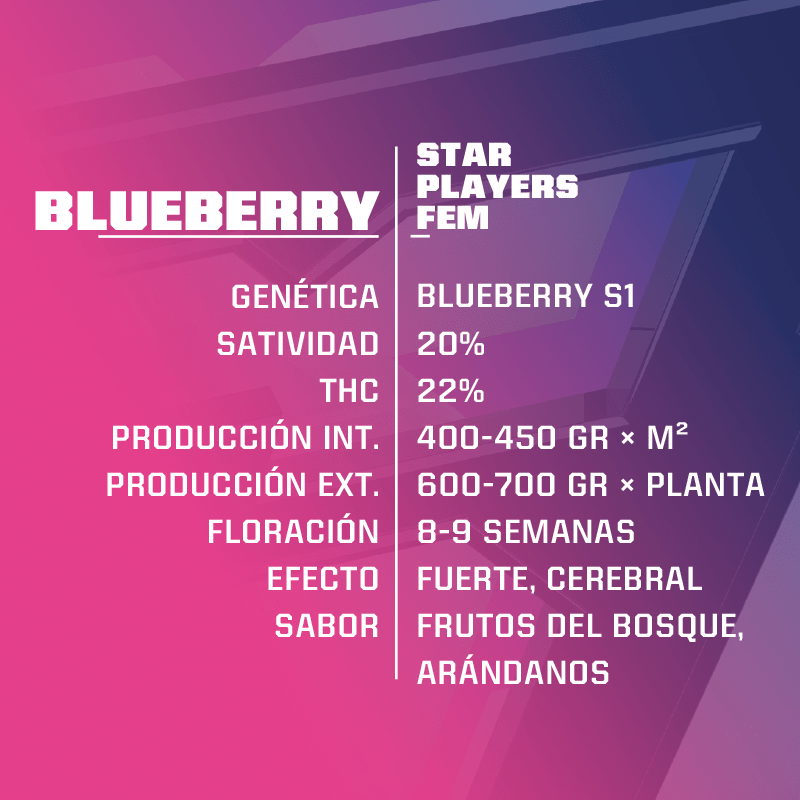 Fem blueberry x12 BSF