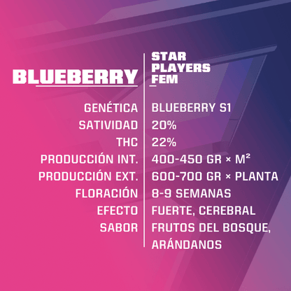 Fem blueberry x12 BSF