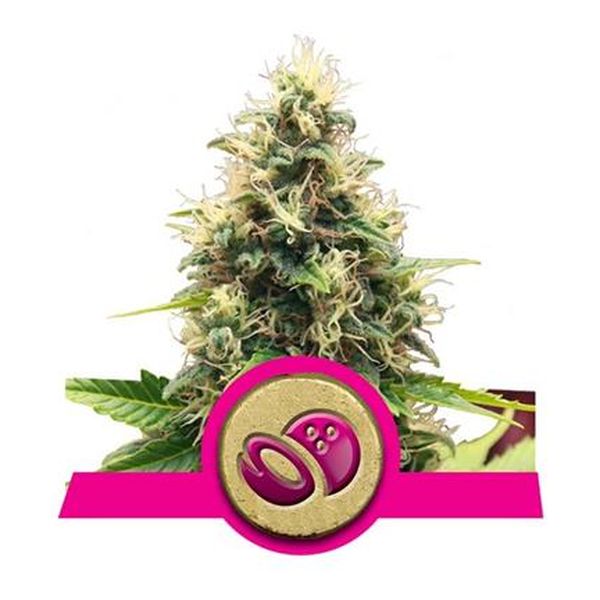 Royal Queen Seeds Fem Somango XL x3